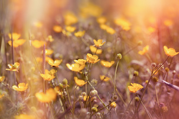 Spring in meadow - beautiful yellow flowers (buttercup flower)