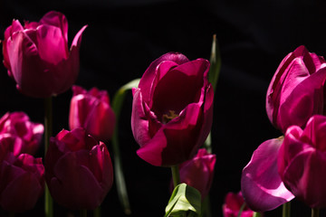 tulipes roses au soleil