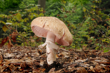 Agaricus silvaticus known as the Scaly Wood Mushroom, Blushing Wood Mushroom or Pinewood Mushroom