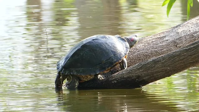 River turtle standing on the timber.