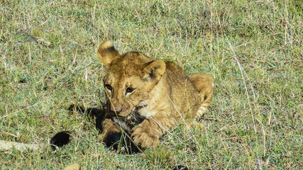 baby lions in Masai Mara National Park
