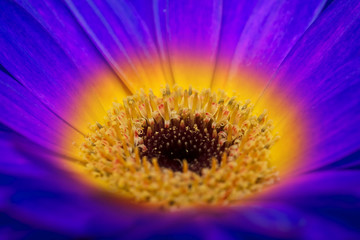 detail of colorful gerbera flower