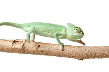 Greenish chameleon walking on a branch isolated on white background