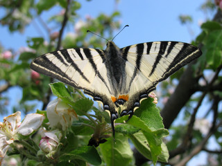 Beautiful swallowtail butterfly sitting on a green foliage against blue sky