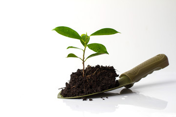 Small plant and soil in spade on white background