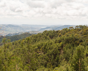 Fototapeta na wymiar Forest on the mountain slopes