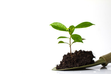 Small plant and soil in spade on white background