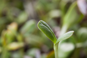 Green young sunflower sprout