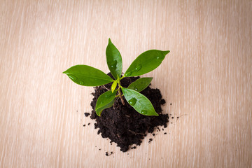 Small plant and soil on wooden background
