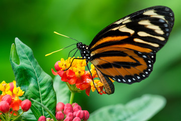 Monarch Butterfly - Sipping nectar from a flowering shrub with a blurred green foliage background