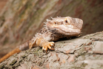 Bearded Dragon climbing a tree taken in a shallow depth of field