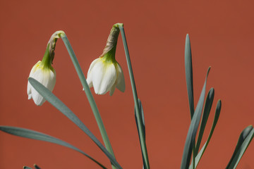 Fototapeta premium Osterglocke, Osterglocken