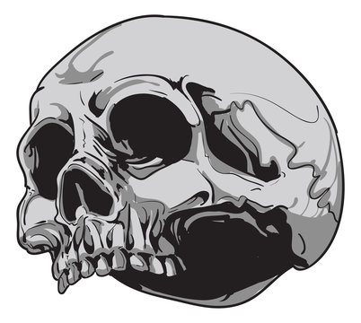 human skull Biology - vector