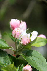 Apfelblüte