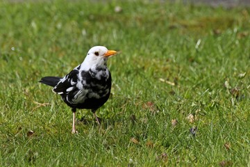 Teilleuzistisches Amselmännchen (Turdus merula) auf der Wiese 
