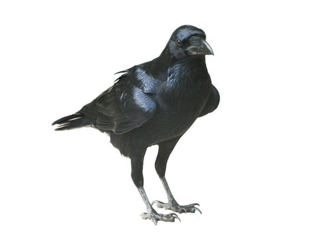Raven isolated on white background