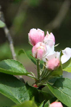 Apfelblüte in rosa und weiß