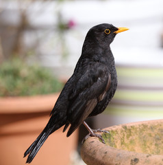 Close up of a male Blackbird perched on a flowerpot