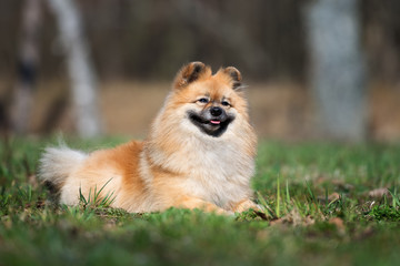 Plakat happy red spitz dog lying down outdoors