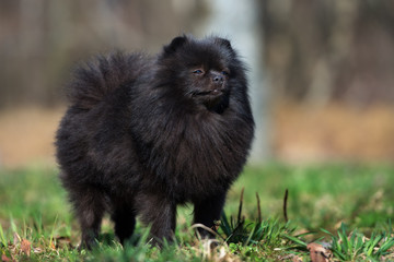 black pomeranian spitz dog standing outdoors