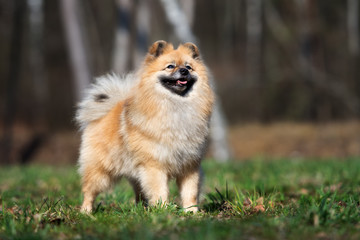 happy red german spitz dog standing outdoors