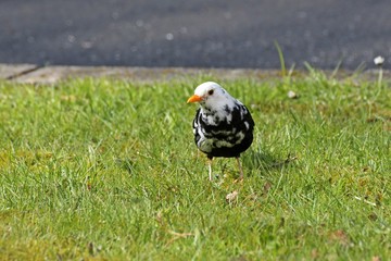 Teilleuzistisches Amselmännchen (Turdus merula) auf der Wiese 
