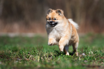 Obraz na płótnie Canvas red spitz dog running outdoors