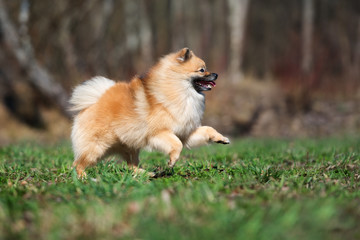 Naklejka na ściany i meble happy spitz dog running outdoors