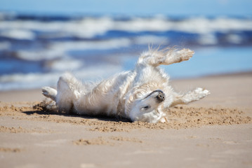 golden retriever dog rolling upside down on the beach