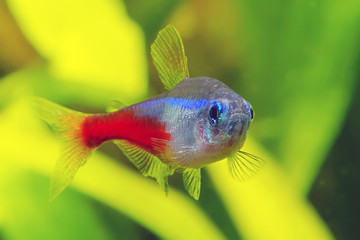 Neon tetra fish