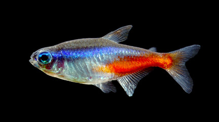 Neon tetra fish isolated on black