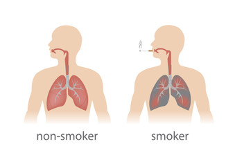 smoker and non smoker lungs comparison. vector format.