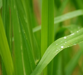 Gras mit Wassertropfen im Wald