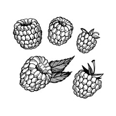 Hand drawn vector illustration. Collection of raspberry. Vintage