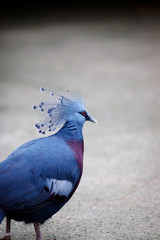 Closeup of blue bird in gray background