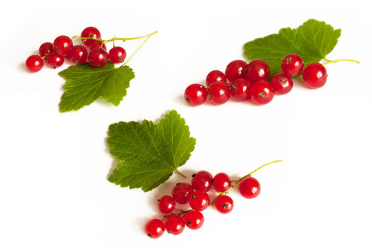 Collection red currants with plant leaves