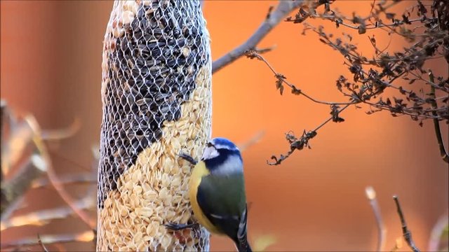 feeding wild birds in winter

