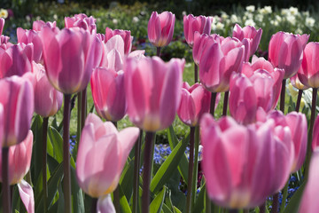 The pink tulips