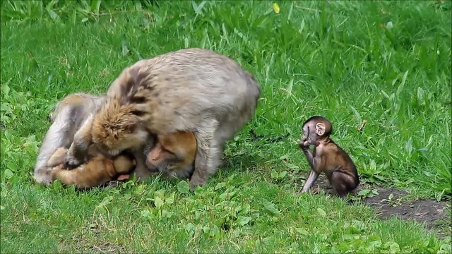 monkeys Macaca sylvanus with her babies
