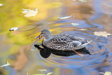 duck in the autumn water