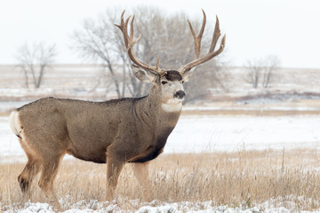 Mule Deer Buck in Snow
