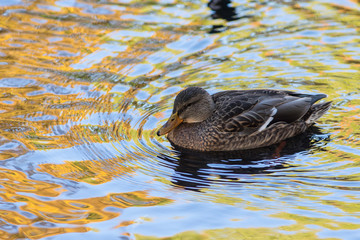 duck in the water with reflections