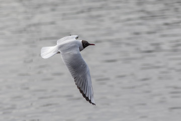 seagull on a background of water