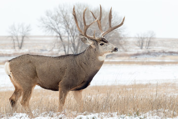 Obraz premium Mule Deer Buck in Snow