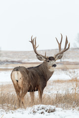 Obraz premium Mule Deer Buck in Snow