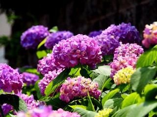 Obraz premium Hydrangea
