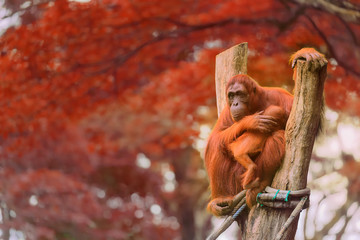 Adult orangutan sitting in a jungle