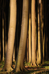 Baumstämme im Wald