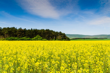 Yellow oilseed rape field under the blue sky with sun