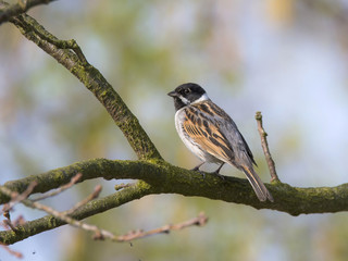 Rohrammer, auch Rohrspatz, (Emberiza schoeniclus)